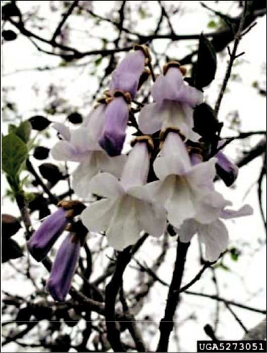 Image of Flower from Paulownia Tree