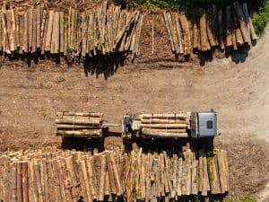 panic buying in the forest products industry
